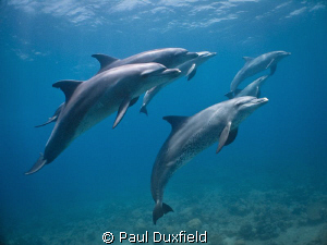 I was shooting for the first time that week with a digi-c... by Paul Duxfield 